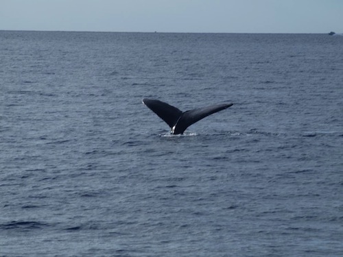 Humpback3