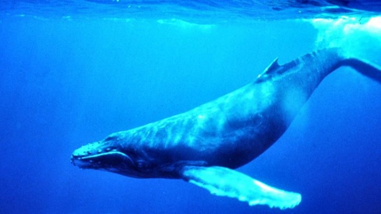 HumpbackUnderwater