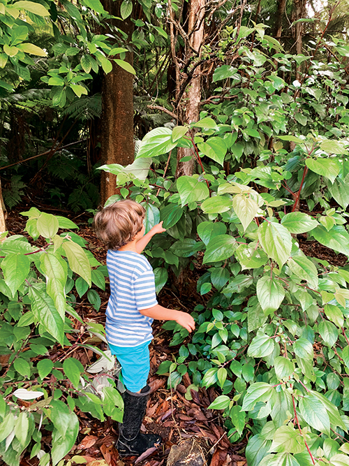 koa surrounded by mamaki