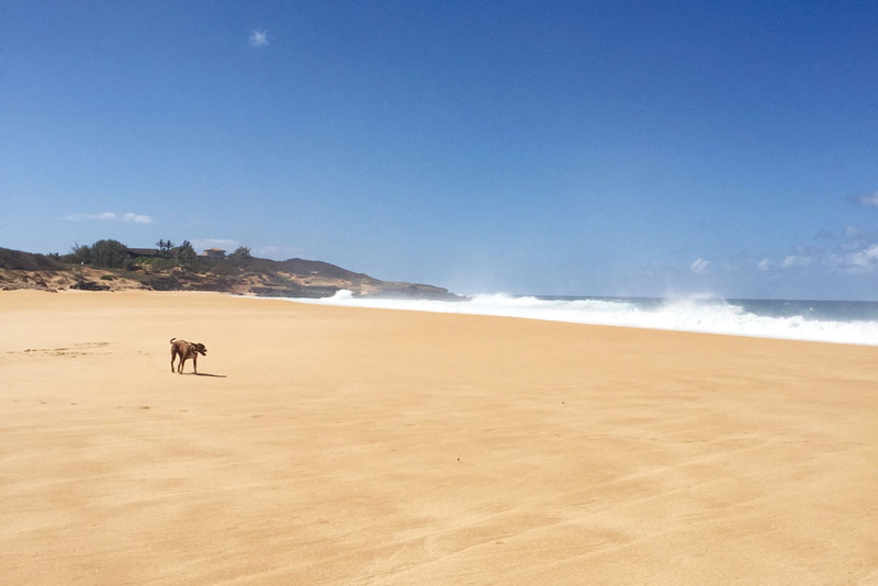 papohaku beach molokai