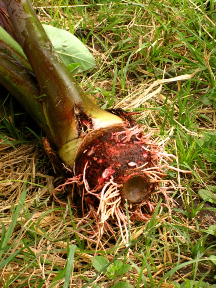 same_day_farm_to_table_Oahu_Waianae_Coast
