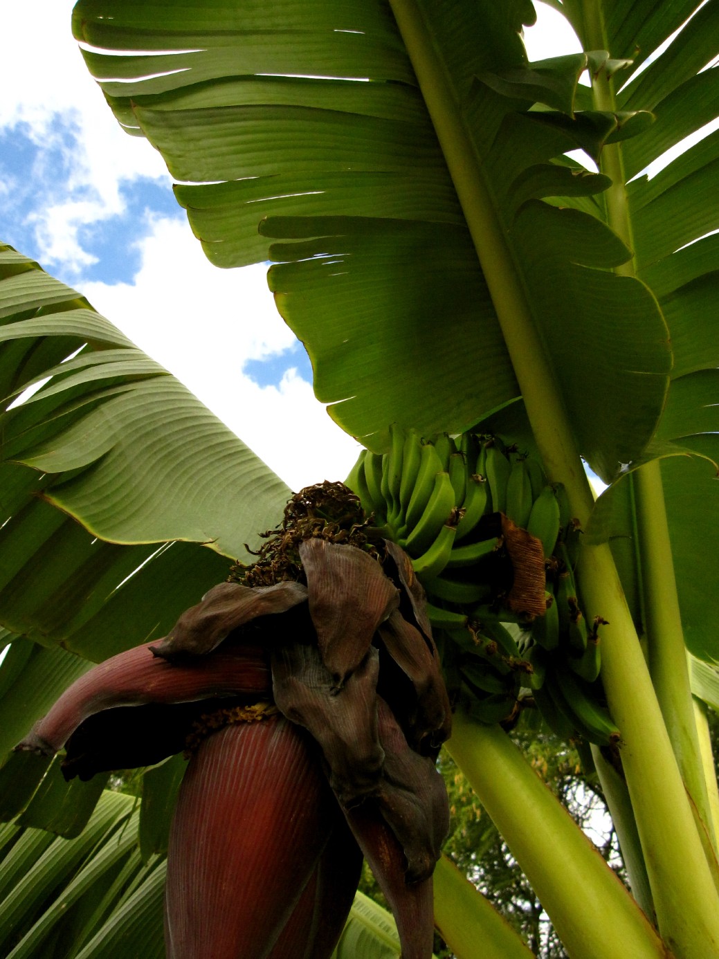 same_day_farm_to_table_Oahu_Waianae_Coast
