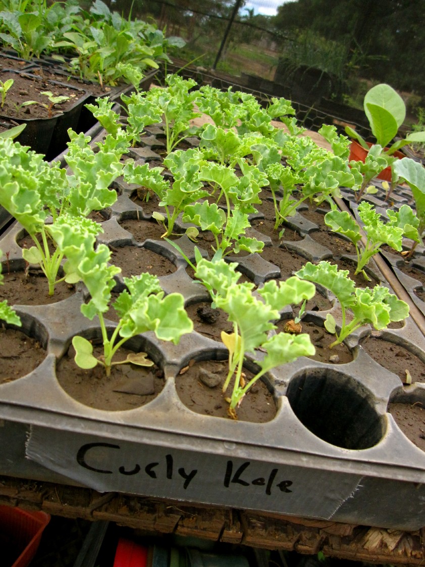 same_day_farm_to_table_Oahu_Waianae_Coast