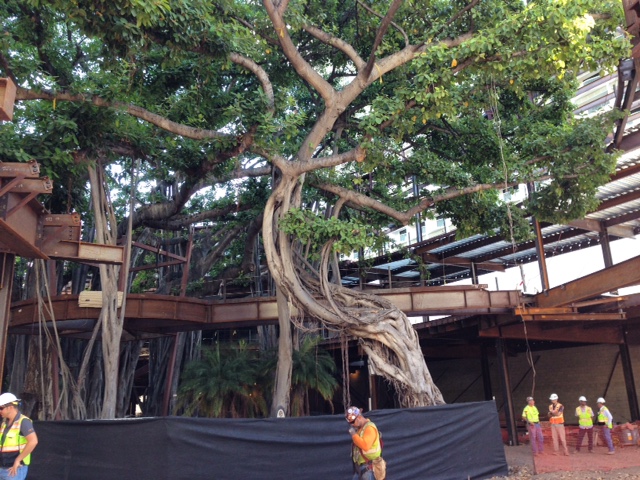 international-market-place-banyan-tree-waikiki