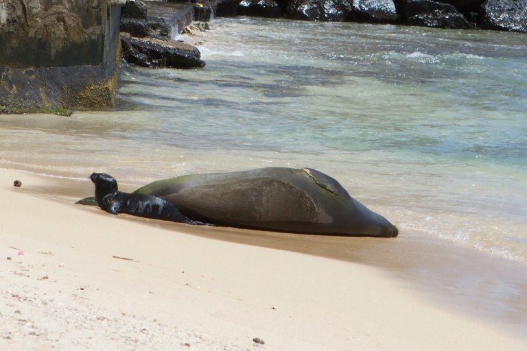 monk seal pup