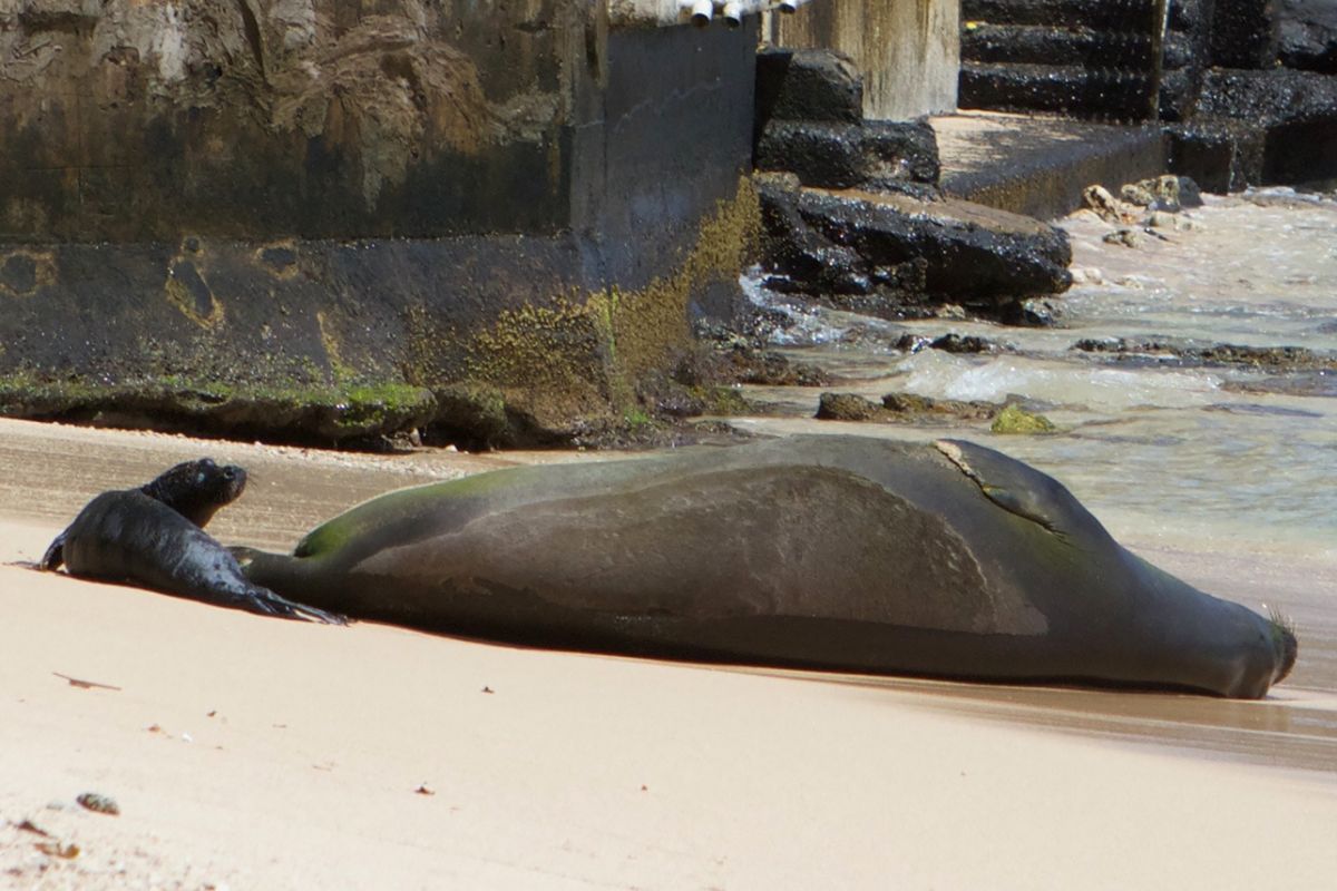 monk seal