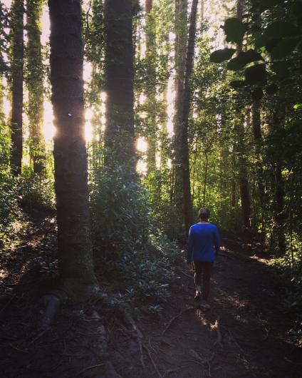 Judd Memorial Trail forest