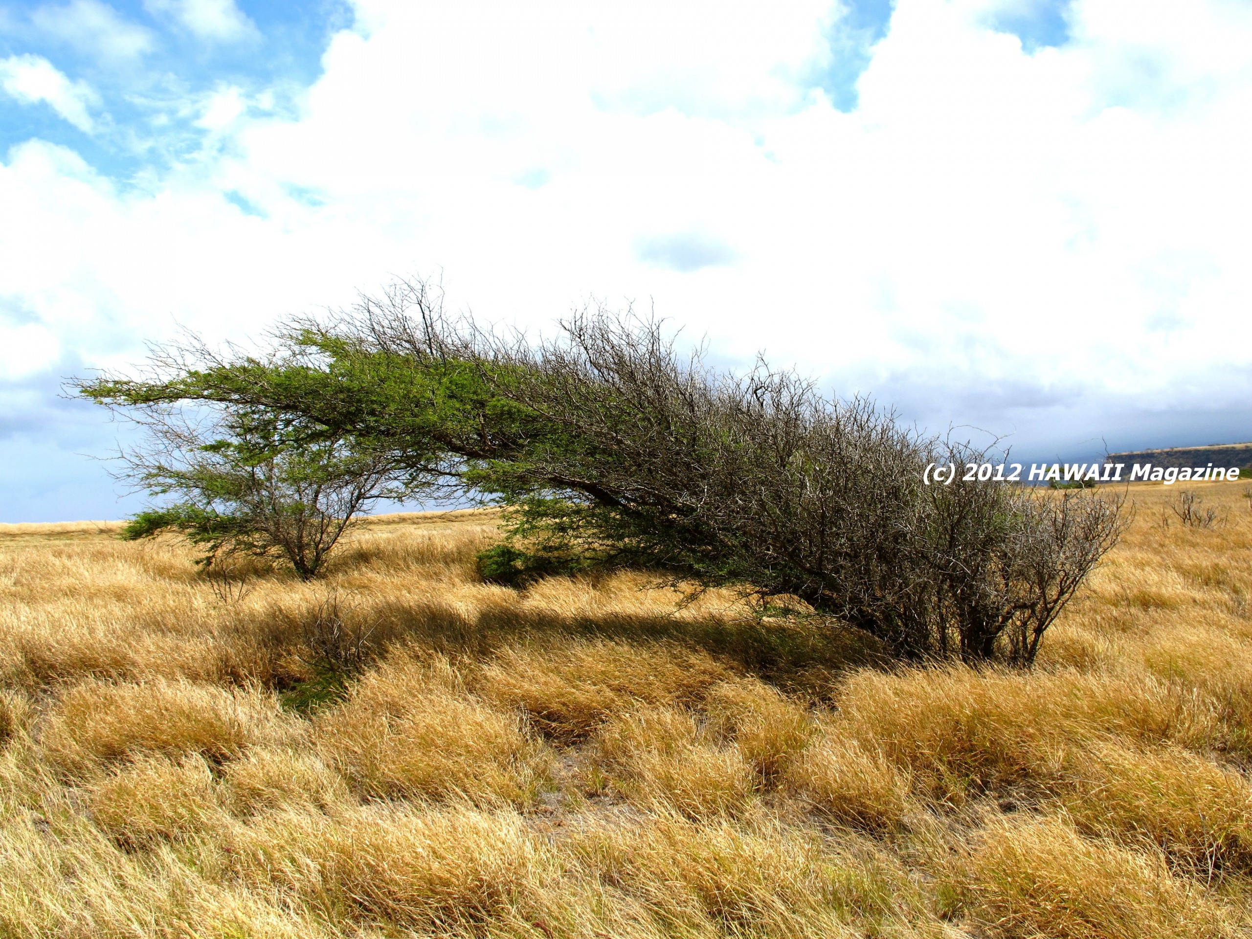 Big_Island_exploring_South_Point