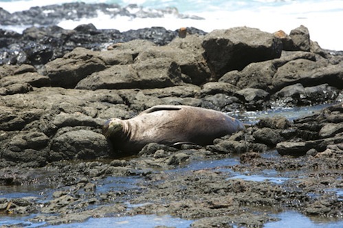 Kaena_Point_hike_Oahu Kaena_Point_hike_Oahu