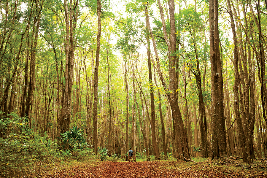 makawao-forest-reserve-maui