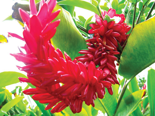 kahanu_gardens_maui_hana_coast_hawaii