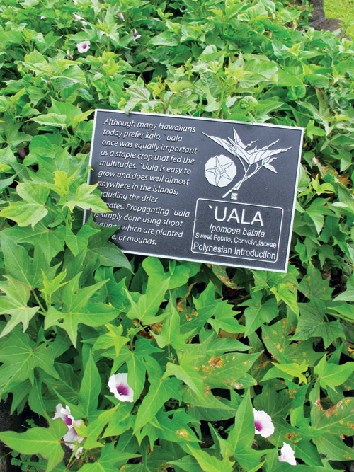 kahanu_gardens_maui_hana_coast_hawaii