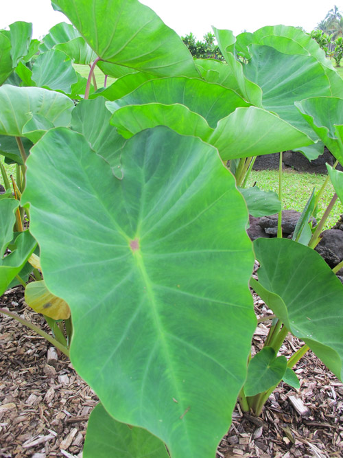kahanu_gardens_maui_hana_coast_hawaii