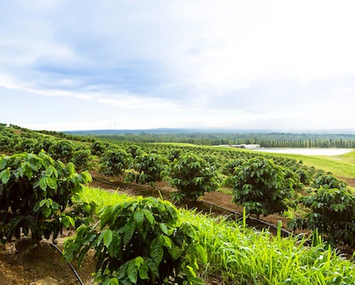 Kau Coffee Festival 1