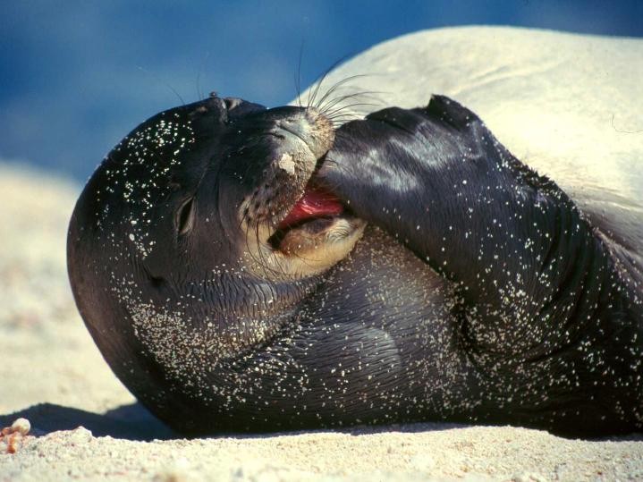 endangered_Hawaiian_monk_seal_stronger_protection_law