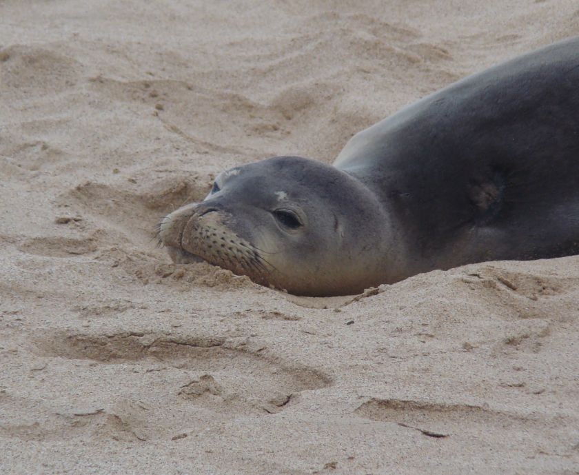 endangered_Hawaiian_monk_seal_stronger_protection_law