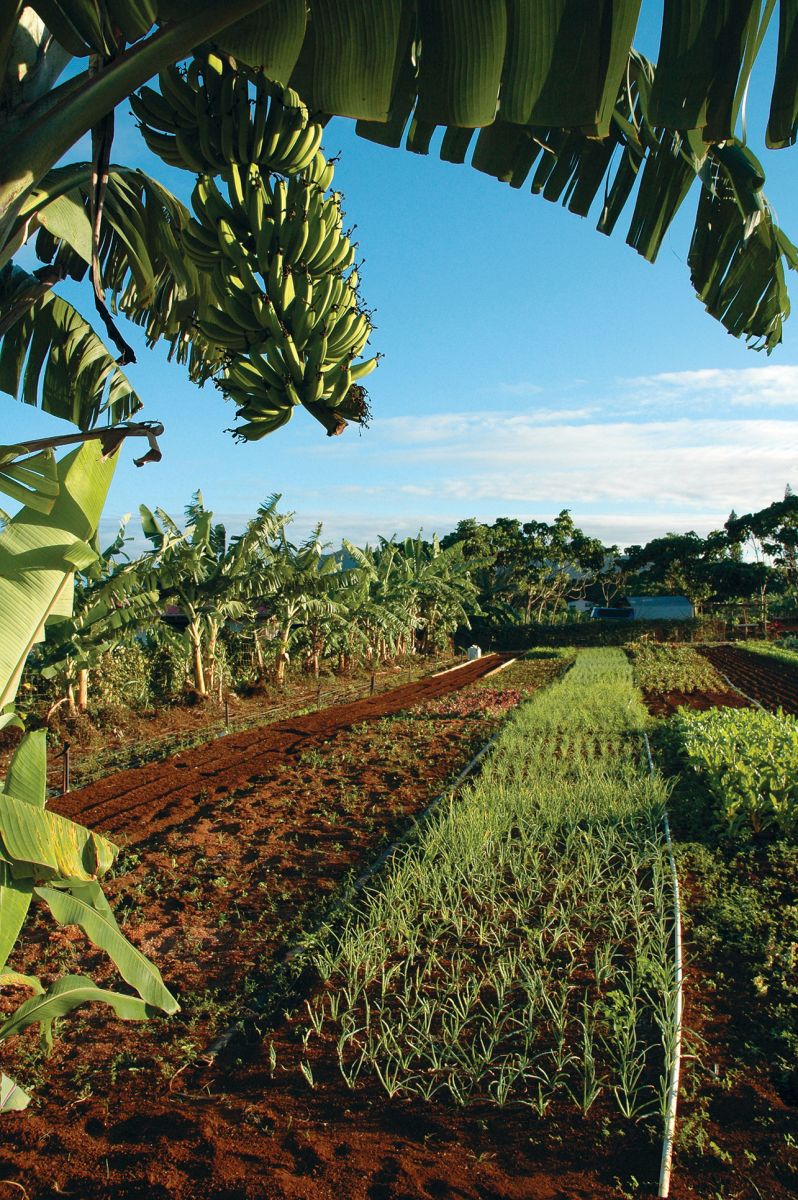 fruit trees kauai plantation railroad