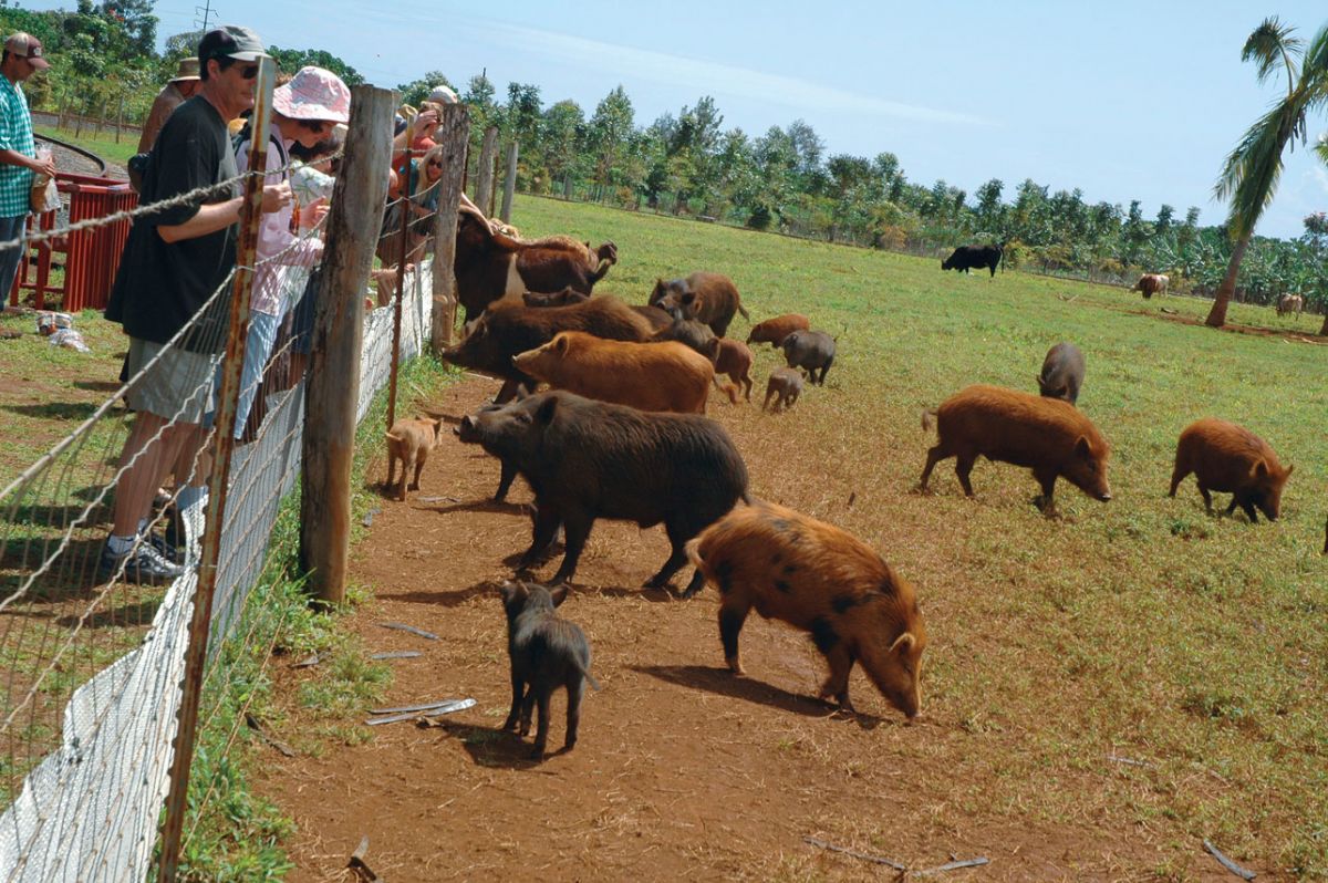 pigs kauai train