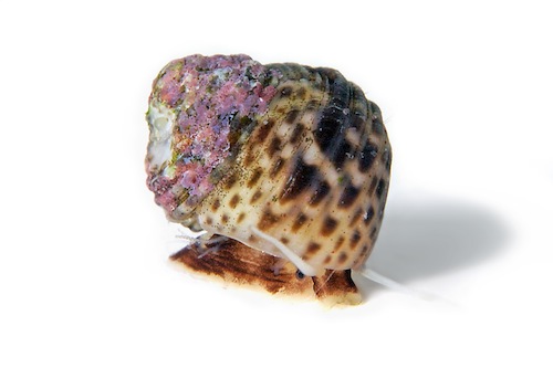 niihau_shell_lei_Bishop_Museum_Oahu_exhibit niihau_shell_lei_Bishop_Museum_Oahu_exhibit