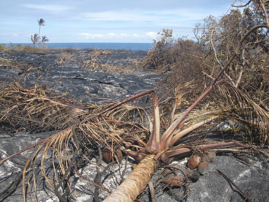 Kilauea_volcano_Kalapana_destroys_home_enters_ocean