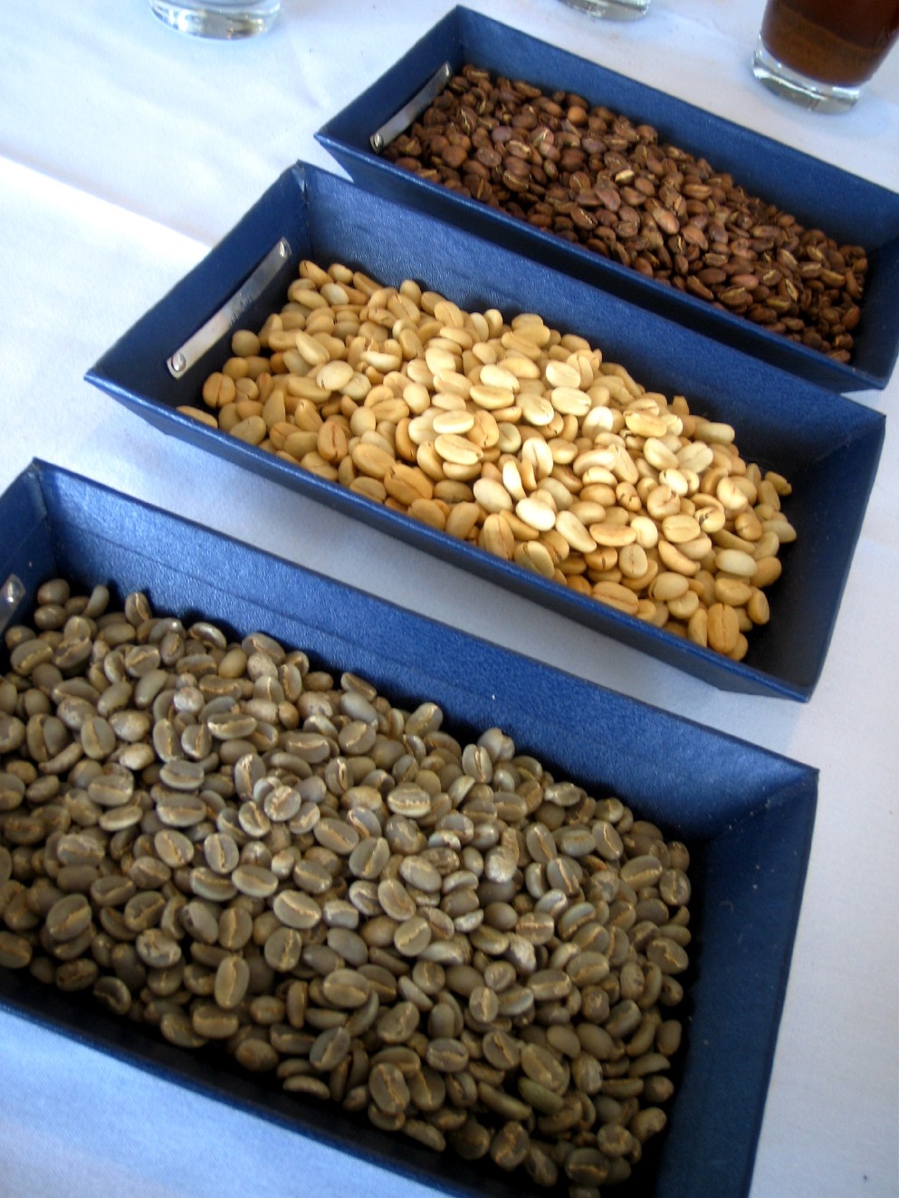 Kona_coffee_Hawaii_closer_look