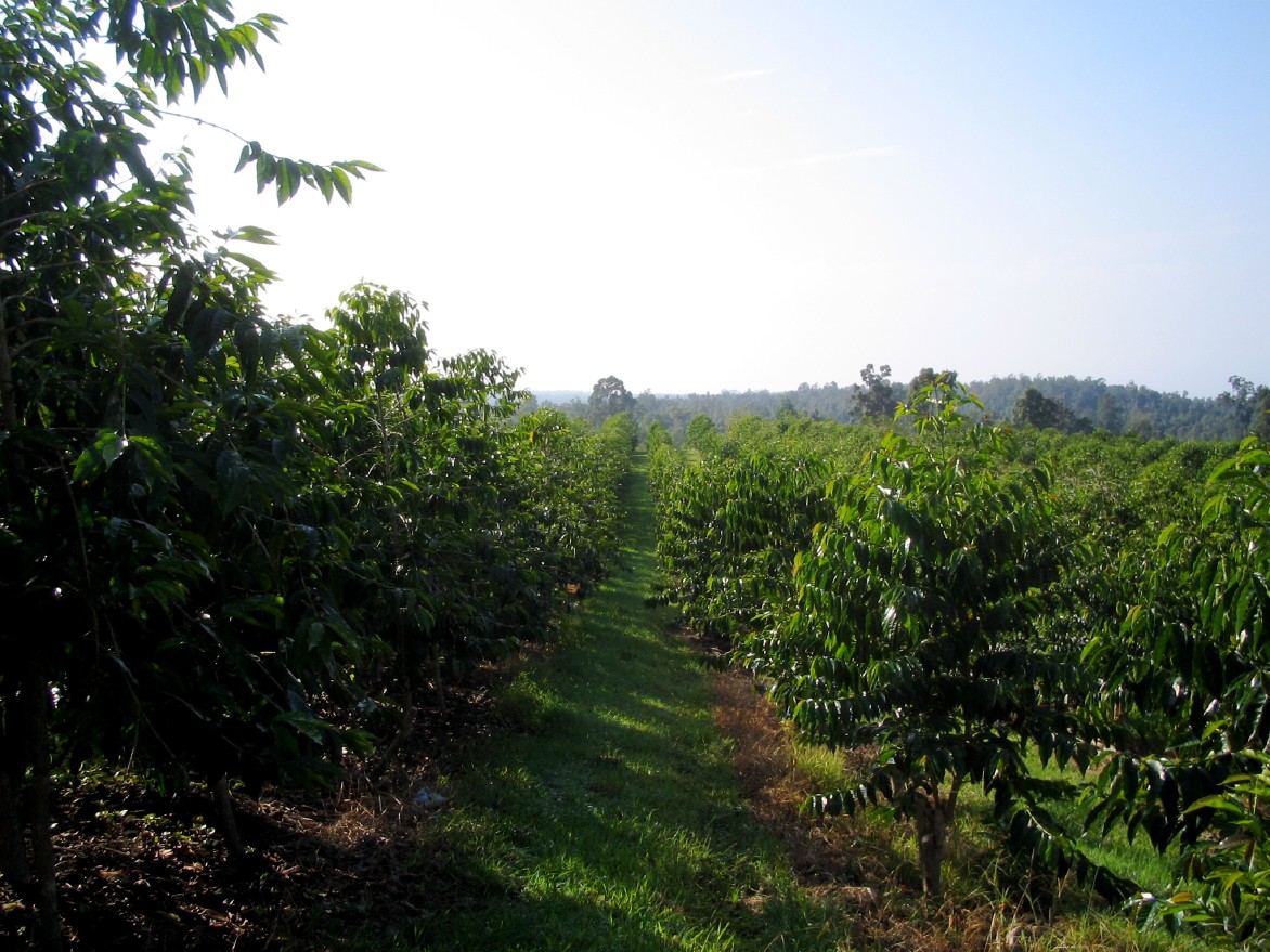 Kona_coffee_Hawaii_closer_look