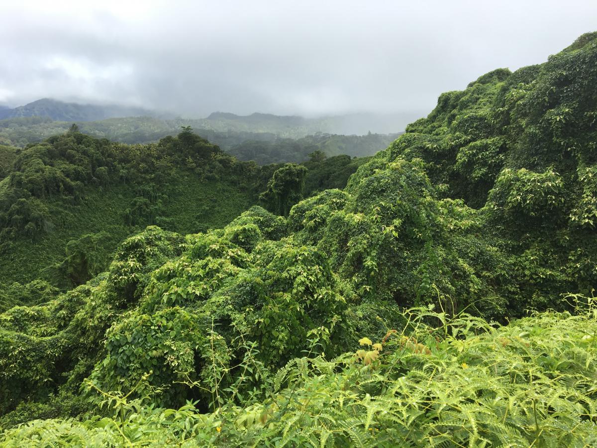 kuilau trail kauai