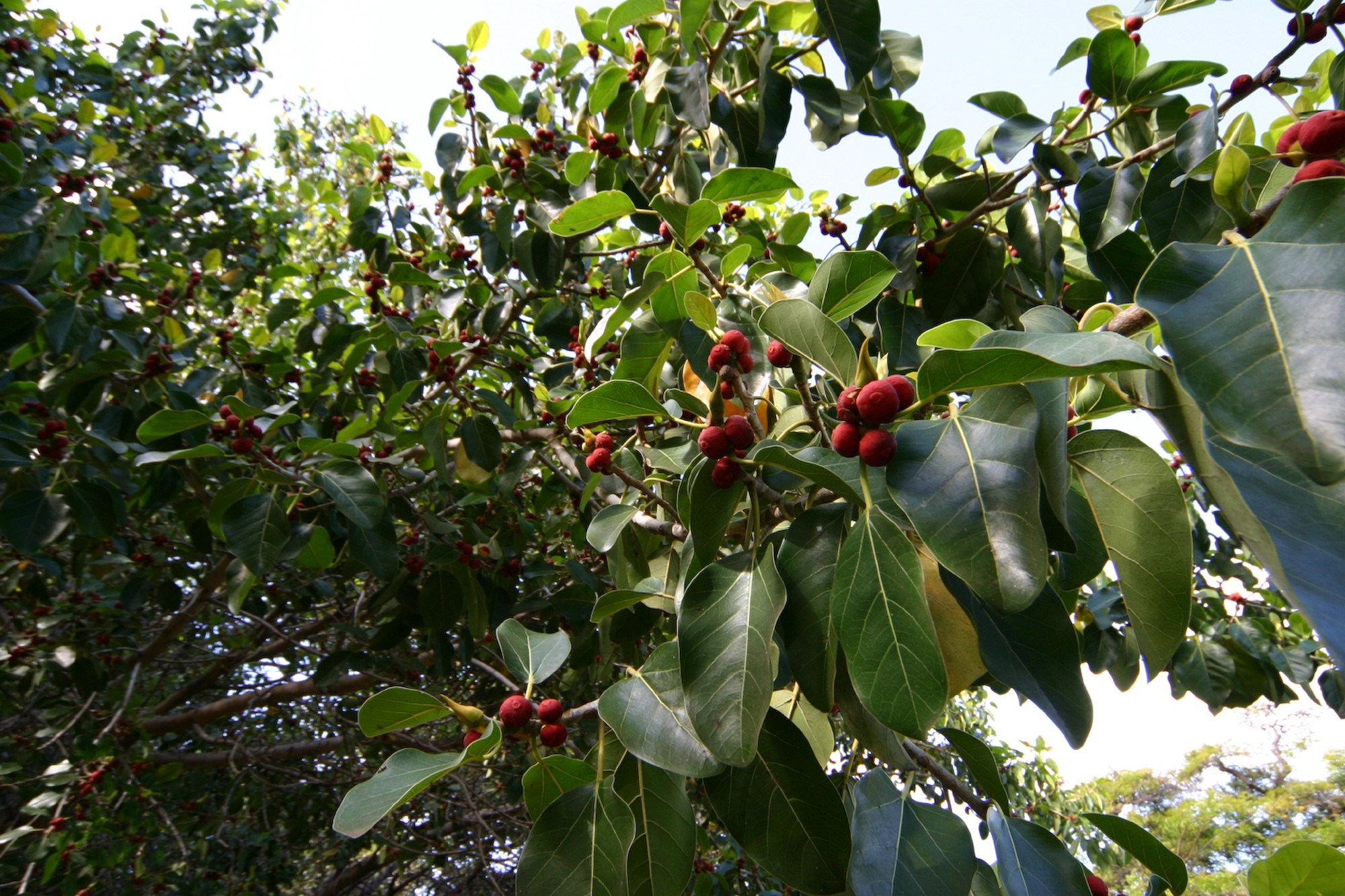 Lahaina_birthday_Hawaii_banyan_tree