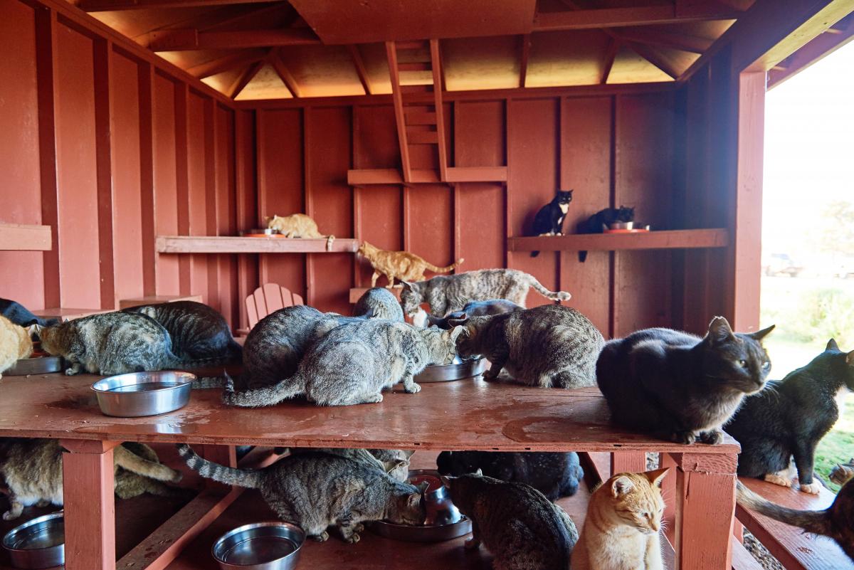 lanai cat sanctuary