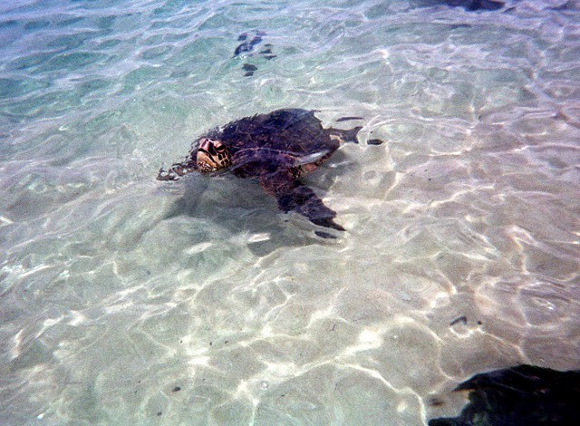 five_things_Oahu_North_Shore_one_day five_things_Oahu_North_Shore_one_day