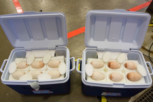 Laysan albatross adult chick by Eric VanderWerf-0889