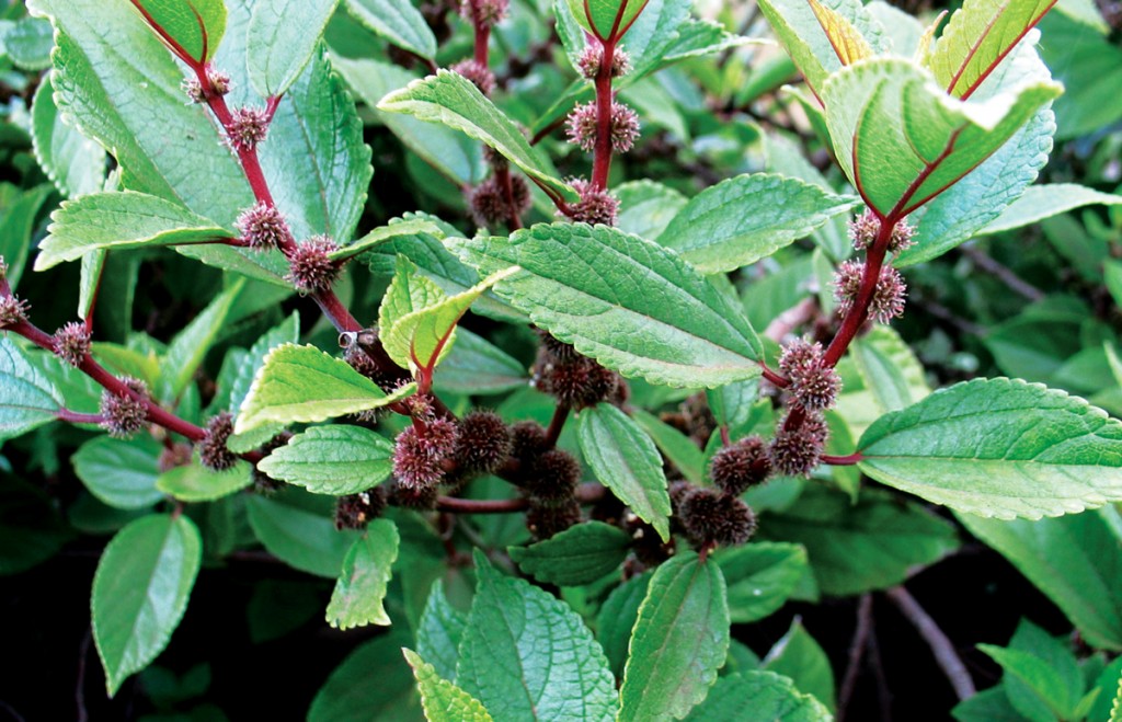 Leaves_David-Eickhoff_