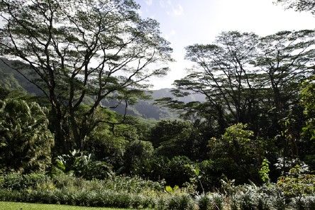 Lyon_Arboretum_mission_native_Hawaii_plants