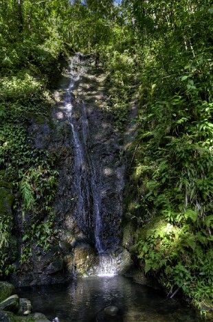 Lyon_Arboretum_mission_native_Hawaii_plants