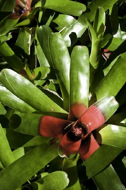 Lyon_Arboretum_mission_native_Hawaii_plants