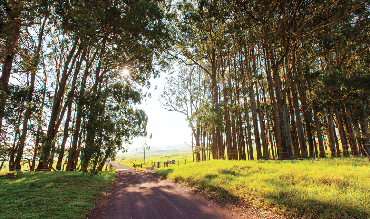 eucalyptus mana road hawaii