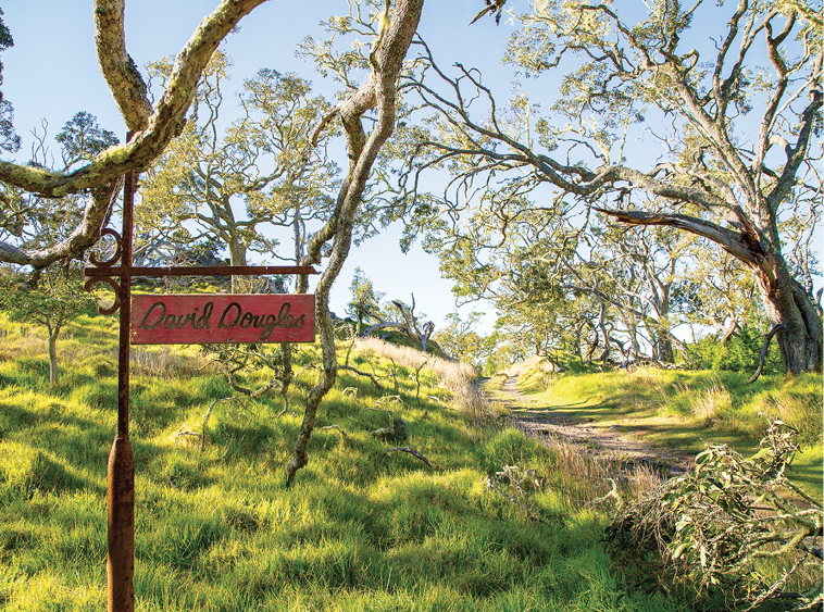 david douglas mana road hawaii mauna kea