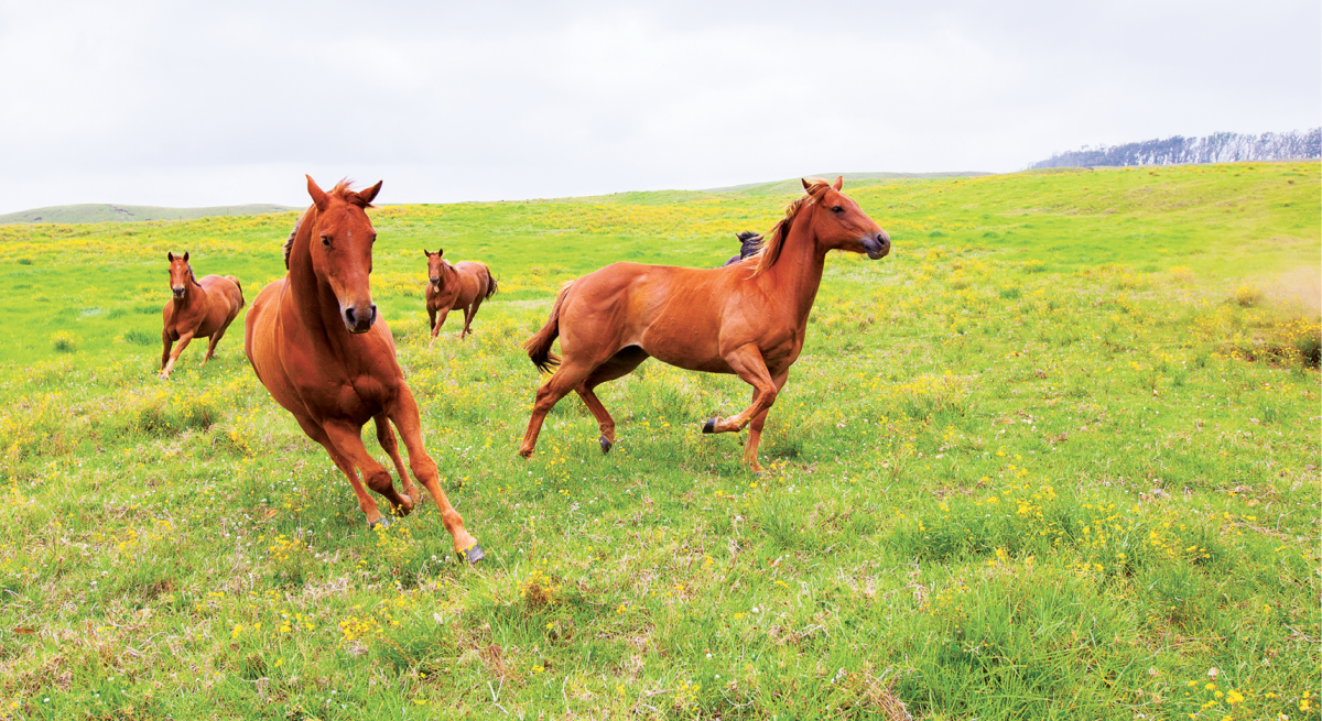 horses mana road mauna kea