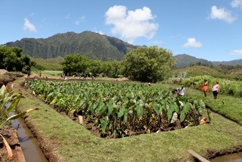 Oahu_group_protects_Kaneohe_Bay_sea_life