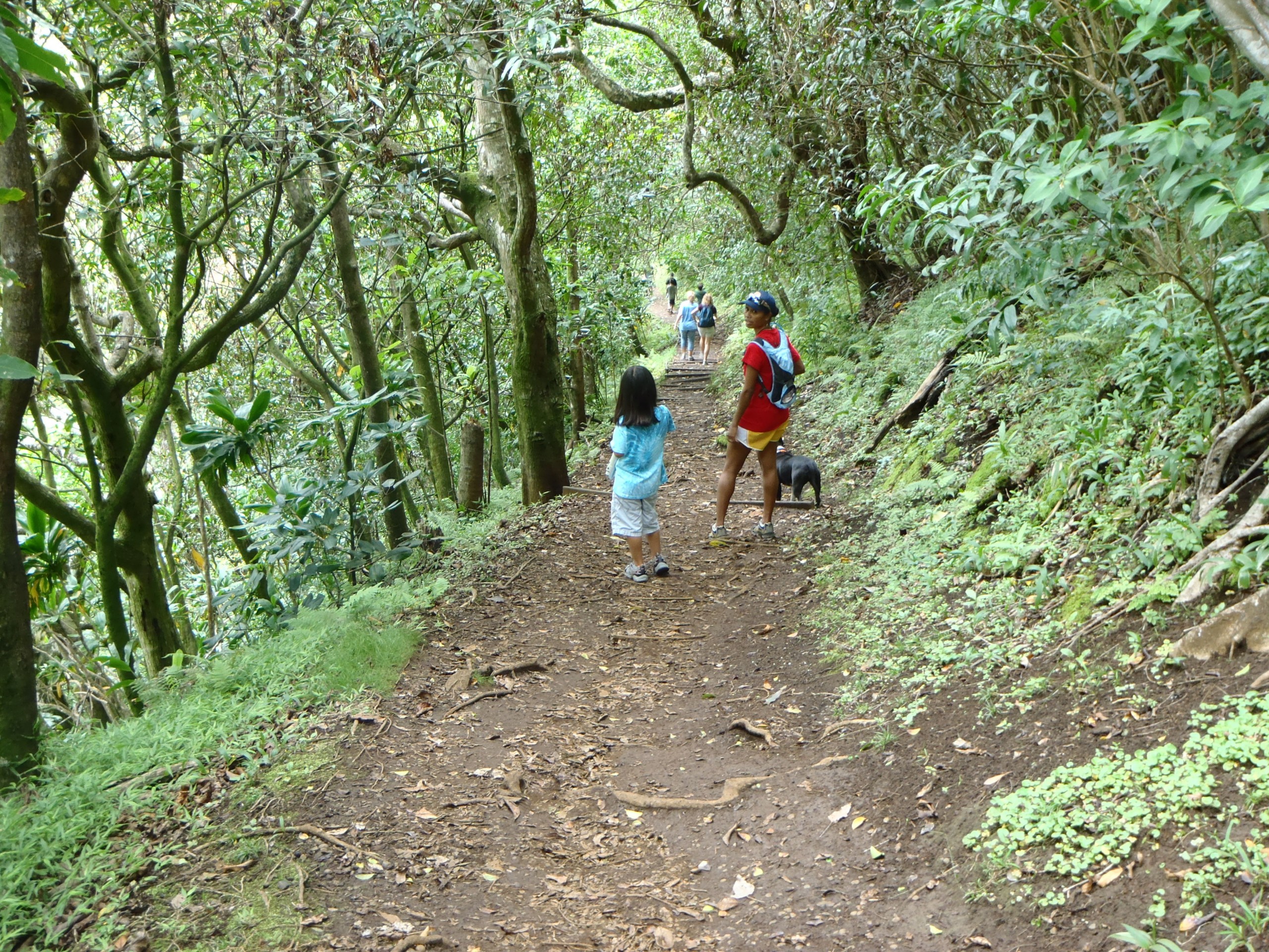 Hawaii_Honolulu_Makiki Valley_hike_trailhead_green