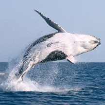 Hawaii_Maui_humpback whale_marine_ecosystems_marine life