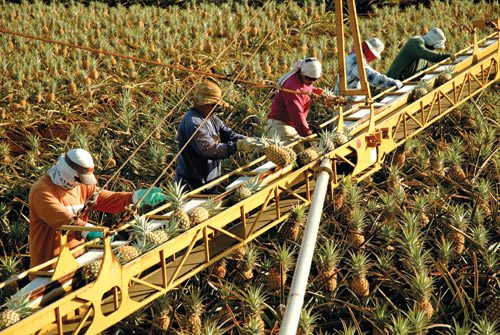 fields_of_gold_maui_pineapple_company
