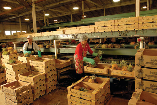 fields_of_gold_maui_pineapple_company