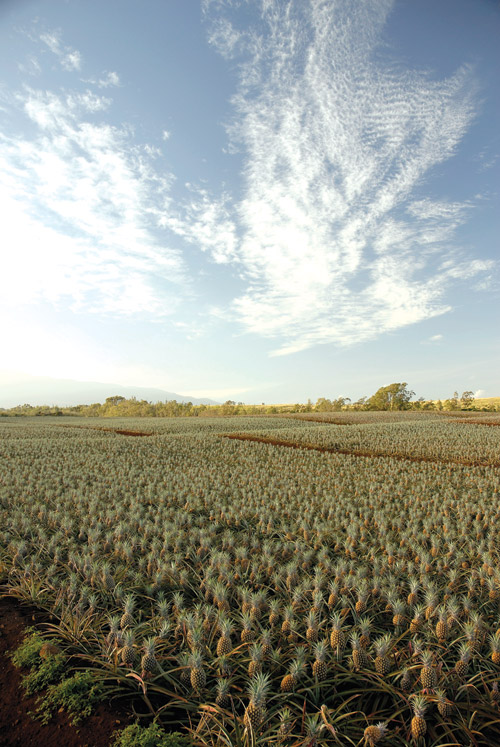 fields_of_gold_maui_pineapple_company