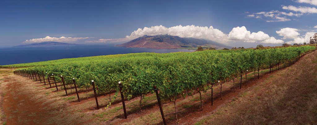 maui wine local