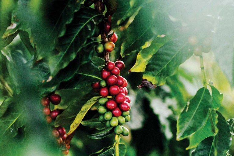 MeganSpelmanCoffee1