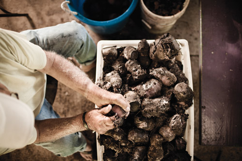 bound_by_poi_Waipa_Foundation_Kauai bound_by_poi_Waipa_Foundation_Kauai