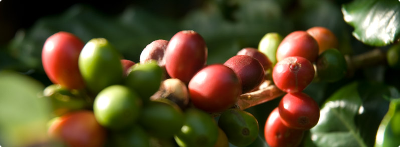 Molokai coffee