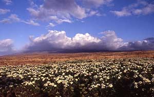 how_to_mail_order_Hawaii_grown_plumeria_mainland