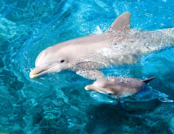 MommyBabyDolphin